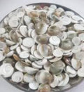 Gomti Chakra (Sacred Shell)