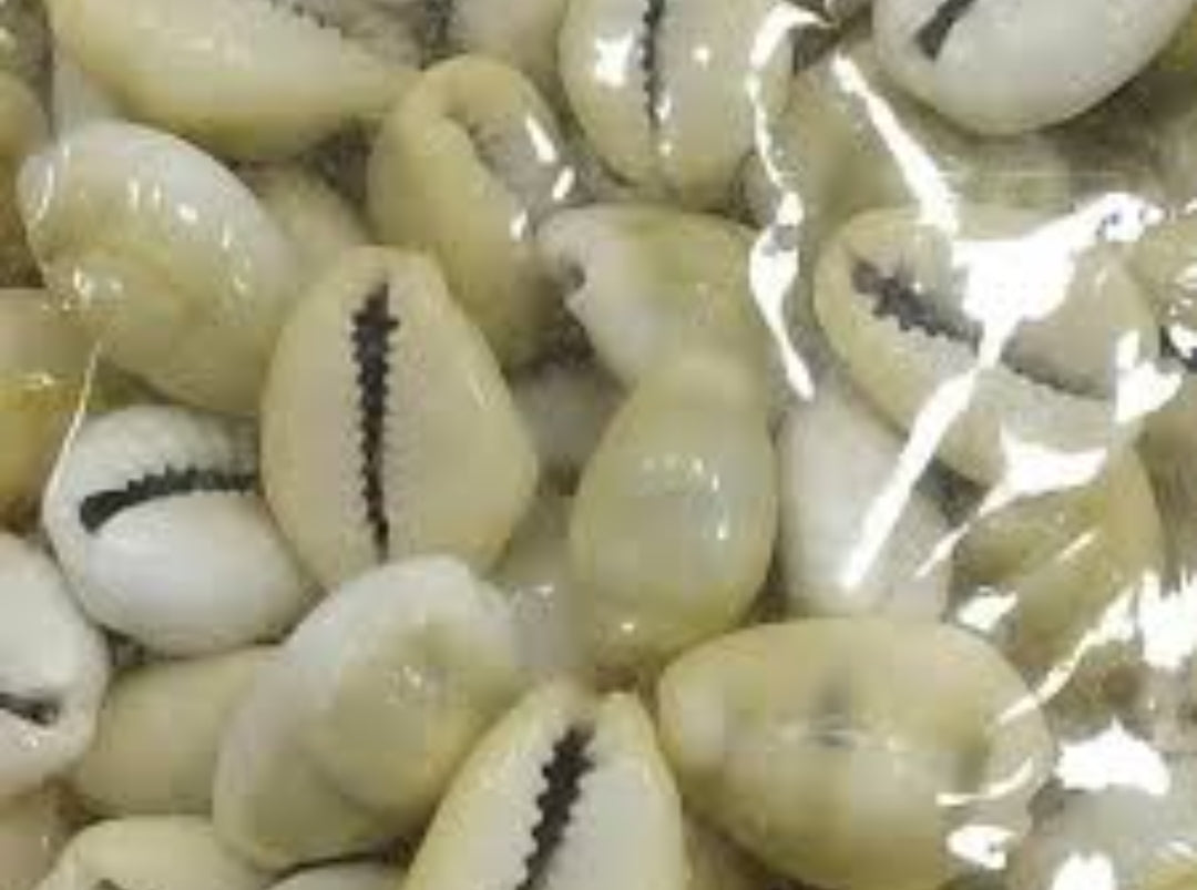 Kaudi (Cowrie Shell) – Symbol of Prosperity & Protection