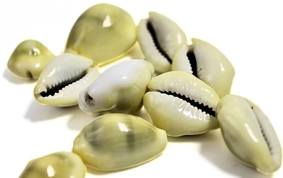 Kaudi (Cowrie Shell) – Symbol of Prosperity & Protection